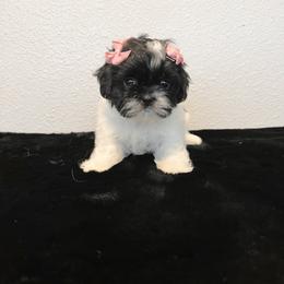 Mal-Shi Puppies from NC Stellar Puppies