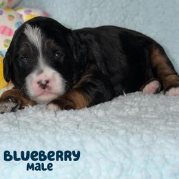 Blueberry - Phantom male Goldendoodle puppy in Beecher, Illinois from Erica’s Doodles