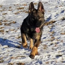 German Shepherd Puppies from Von Lindesfarne