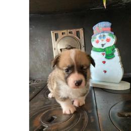 Teddy - Sable male Pembroke Welsh Corgi puppy in Shelley, Idaho from Whistling Wind Corgi’s