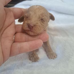 Zeda, Red Girl - Red female Bernedoodle puppy in Lafayette, Alabama from Williams Lake Doodles