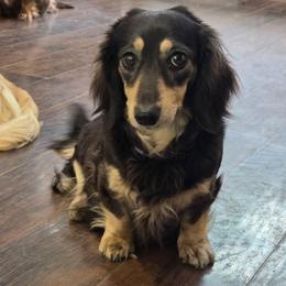 Stormy - Dachshund