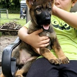 German Shepherd Puppies from Blue Line Shepherds