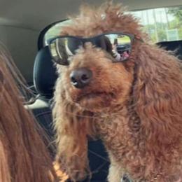 Mera - Poodle
