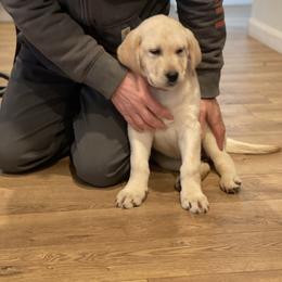 Labrador Retriever Puppies from Willow Kane Farm