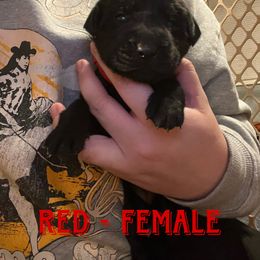 Girl 3 - Black Labrador Retriever puppy in Chesapeake, Virginia from Dixie Creek Labradors