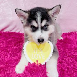 Jay - Black and white Pomsky puppy in Connecticut from Elle Pomsky