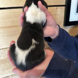 Female 2 - Black brown and white female Basset Hound puppy in Lindley, New York from Hill Top Basset Hounds & Cane Corso
