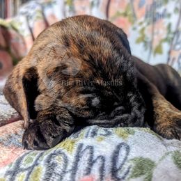 Molosser (Bully x) Puppies from Riot River Mastiffs