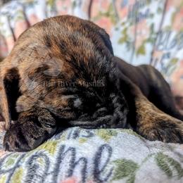 Molosser (Bully x) Puppies from Riot River Mastiffs