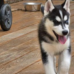 Siberian Husky Puppies from Nikolay Veltchev