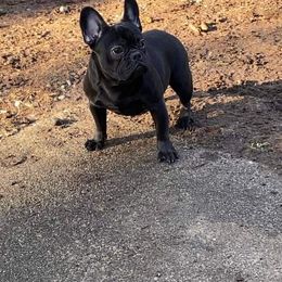 American Pit Bull Terrier, French Bulldog, and Staffordshire Bull Terrier Puppies from Pacific Wonderland French Bulldogs