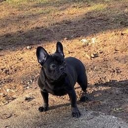 American Pit Bull Terrier, French Bulldog, and Staffordshire Bull Terrier Puppies from Pacific Wonderland French Bulldogs