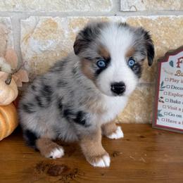 Winnie - Blue merle female Miniature Australian Shepherd puppy in Midway, Texas from L Bar W Aussie Ranch