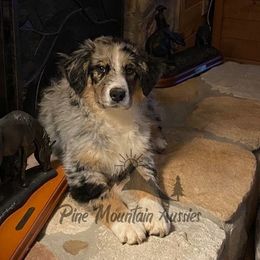 Australian Shepherd Puppies from Pine Mountain Aussies