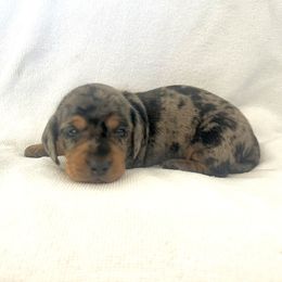 Boy 1 - Dapple male Dachshund puppy in Silver Springs, Florida from DeMarsh's Dachshunds