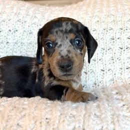 Girl 2 - Dapple female Dachshund puppy in Hollidaysburg, Pennsylvania from Weenie Bros