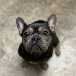 Addyi - French Bulldog