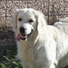 Kapu - Golden Retriever