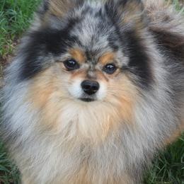 Colby - Pomeranian