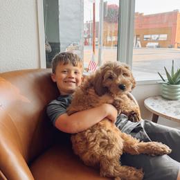 Aussiedoodle and Goldendoodle Puppies from Montana Raised Doodles