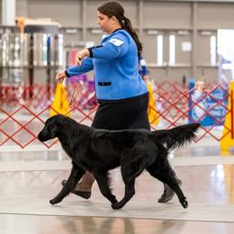 Shak - Flat-Coated Retriever