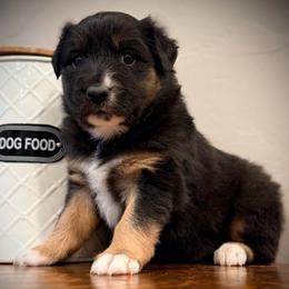 Coal - Black male Miniature Australian Shepherd puppy in North Lakeport, California from Wild Rose Ranch