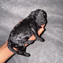 Boy 2 - Blue male Poodle puppy in Fort Lauderdale, Florida from SoFlo Standard Poodles