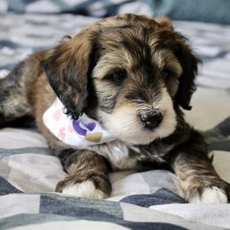 Bernedoodle, Goldendoodle, and Poodle Puppies from Raintree Standard Poodles & Mini Doodles