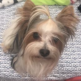 Dublin - Yorkshire Terrier