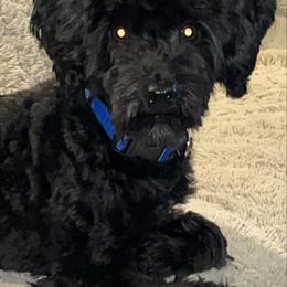 Gordon (Gordy) - Black male Miniature Schnauzer puppy in Port Orchard, Washington from Silver Bells Miniature Schnauzers