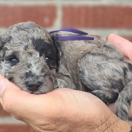 (Purple Collar ) Sequoia - Merle female Goldendoodle puppy in Granite Falls, North Carolina from Carolina Goldendoodles