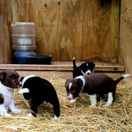Border Collie Puppies from BC Dogs at the Rodgers