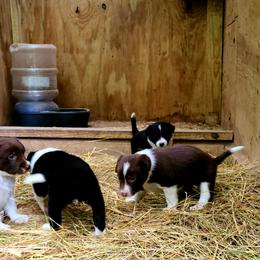 Border Collie Puppies from BC Dogs at the Rodgers