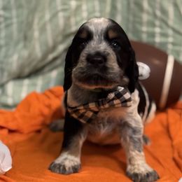 Adam Maitland - Tri-Roan male English Springer Spaniel puppy in Cookeville, Tennessee from Krossroads Kennel