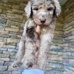 Hazel - Chocolate merle female Bernedoodle puppy in Olive Hill, Kentucky from Mountain Valley Bernedoodles
