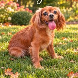 Penny - Cavalier King Charles Spaniel