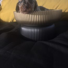 Chipotle - Dapple male Dachshund puppy in Raleigh, North Carolina from Capital City Dachshunds