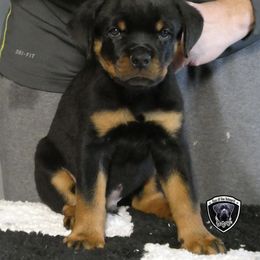 Boy 4 - Black and mahogany male Rottweiler puppy in Indianapolis, Indiana from Rottgang Rottweilers