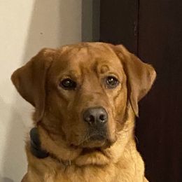 Hanna - Labrador Retriever