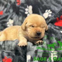 Green collar - Yellow male Labrador Retriever puppy in Beaverdam, Virginia from Riverside Sunset Labrador Retrievers