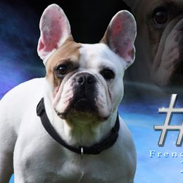 American Bulldogs and French Bulldogs from EliAna Kennels