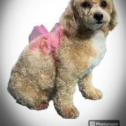 Rosie - Havapoo