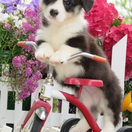 Basset Hound and Pembroke Welsh Corgi Puppies from Northstar Corgis and Basset Hounds