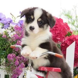 Basset Hound and Pembroke Welsh Corgi Puppies from Northstar Corgis and Basset Hounds
