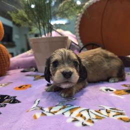 Shaded cream 1 - Red male Dachshund puppy in West Plains, Missouri from Spring Creek Dachshunds