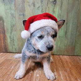 Green Collar - Bridger - Blue male Australian Cattle Dog puppy in Riverton, Utah from Rundown Ranch Cattle Dogs