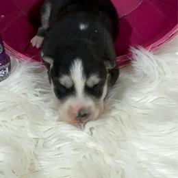 Luna - Black and white female Siberian Husky puppy in Collins, Iowa from Homegrown Huskies
