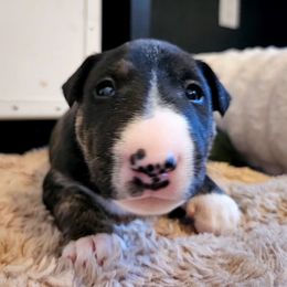 Fozzie - Black brindle and white male Miniature Bull Terrier puppy in Hollywood, Florida from Mini Bull Lane