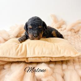 Malone - Phantom male Goldendoodle puppy in from Pink Poodles and Doodles